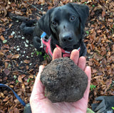 The English Truffle Company's truffle hunting dog, Jack, with a freshly unearthed truffle.